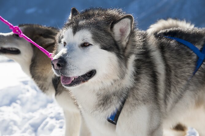 Husky Sledding Ride in Levi - Precautions and Fitness Requirements
