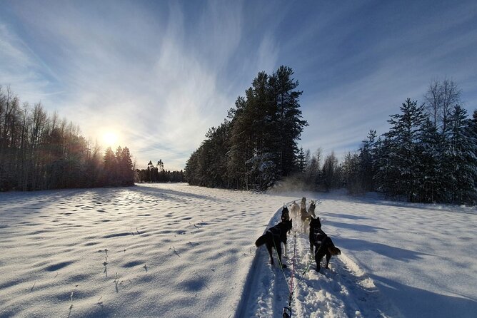 Husky Sledding Tour - Booking Information