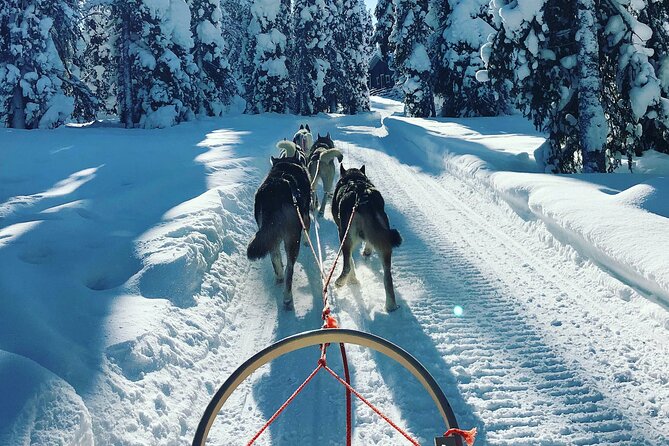 Husky Sleigh Ride to the Deeper Forest 12 to 14 Km - Experience Refund Policy