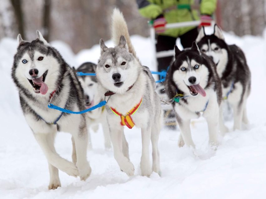 Husky Tour Experience in Levi - Activity Duration and Availability