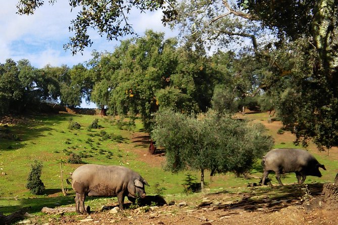 Iberian Ham Tasting Tour From Seville With Aracena Cave - Gastronomy Experience