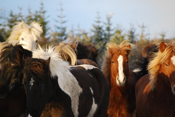 Icelandic Horse Riding and Whale Watching Tour From Reykjavik - Logistics
