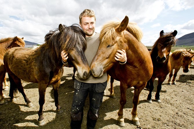 Icelandic Horseback Riding Including Pick up From Reykjavik - Meeting and Pickup Details