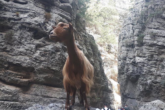 Imbros Gorge Private Guided Hike From Chania  - Crete - Weather Considerations