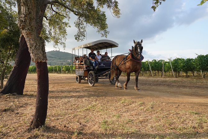 In a Carriage Among the Vineyards, Visit of the Cellar, Tasting of Organic Wines. - Organic Wine Tasting Sessions