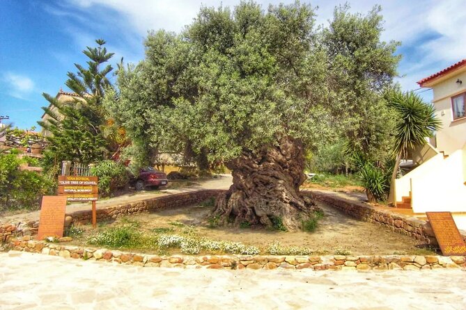 In Crete Discover the Miracle of Olive Oil and Organic Fruits - Sustainable Agriculture Practices