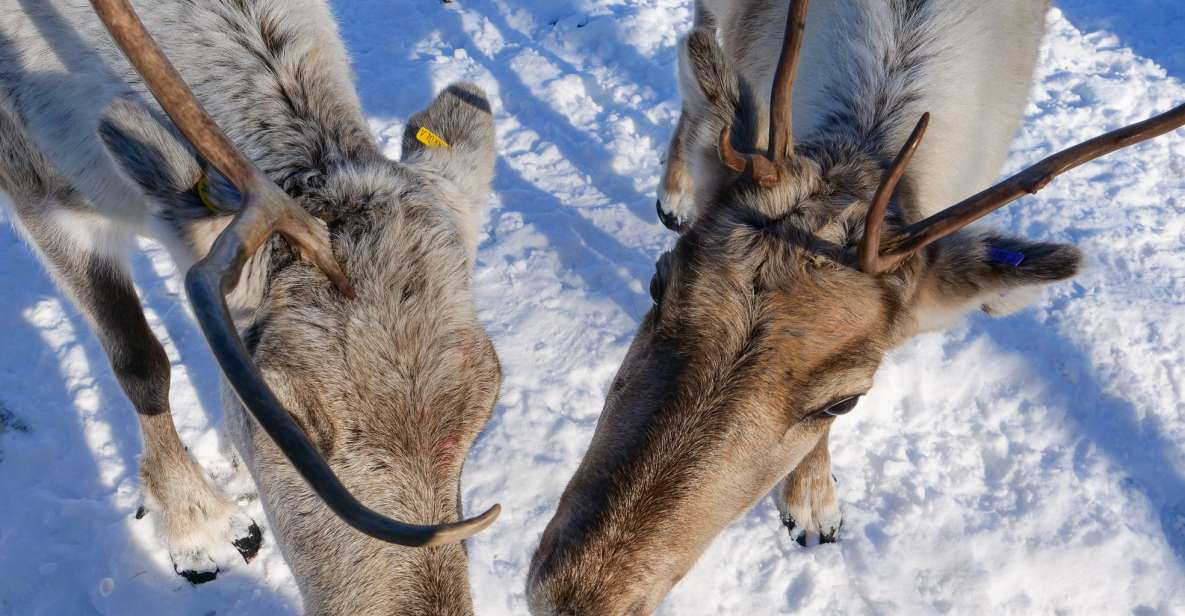 Inari: Sami Culture, Reindeer Farm Visit, and Campfire Lunch - Explore the Fascinating Sámi Museum