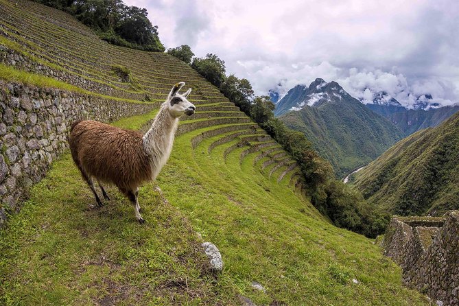 Inca Trail Trek to Machu Picchu - 2 Days (Small Group or Private) - Customer Support Details