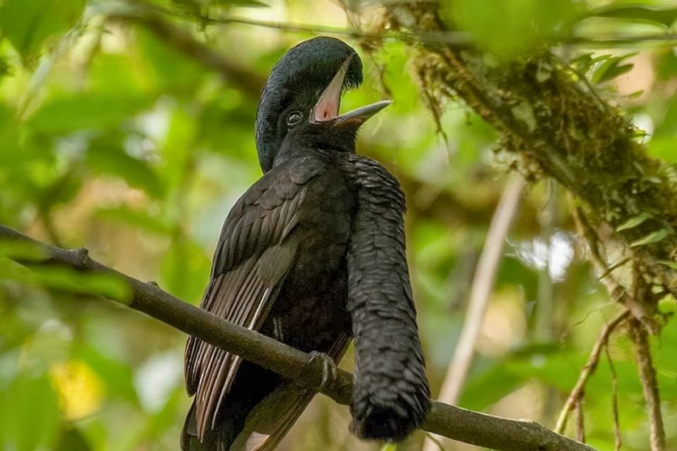 Iquitos: Full Day Pacaya Samiria National Reserve Tour - Pickup Details and Logistics