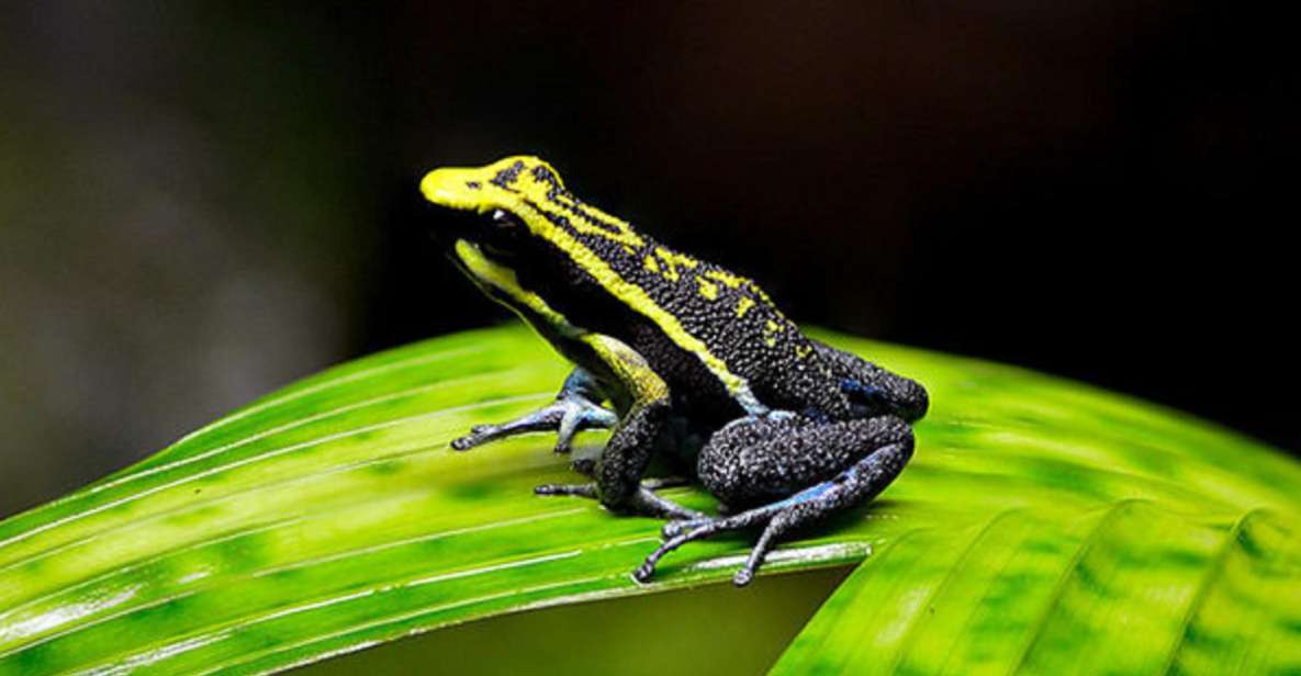 Iquitos: Full-Day Poisonous Frogs Valley Tour - Activity Experience Details