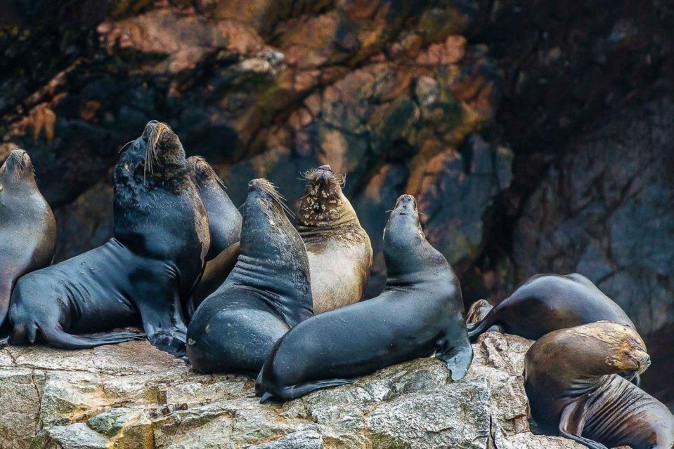 Islas Ballestas Boat Tour - The Galapagos of Peru - Experience Highlights