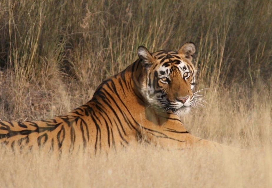 Jaipur To Ranthambore One Way Private Transfer - Transfer Inclusions