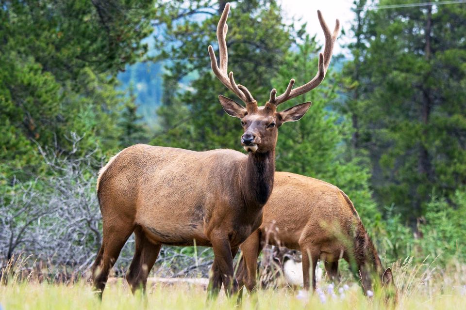 Jasper National Park: Evening or Morning Wildlife Watch Tour - Wildlife Viewing Opportunities