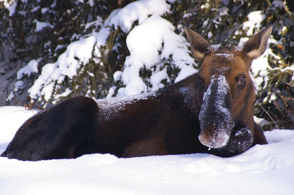 Jasper: Winter Wildlife Bus Tour in Jasper National Park - Experience Highlights