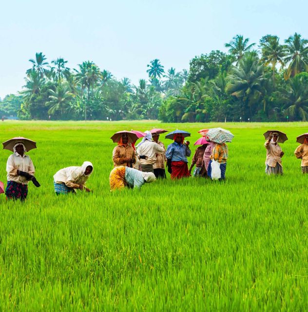 Jatiluwih's Rice Field Terraces: A Scenic Self-Guided Audio - Experience Highlights