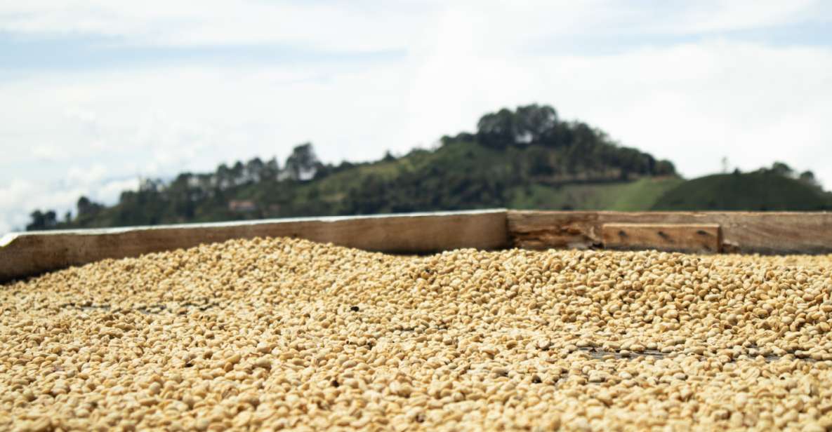 Jericó: Coffee Tour With Tasting and Souvenir Included - Date Selection and Confirmation