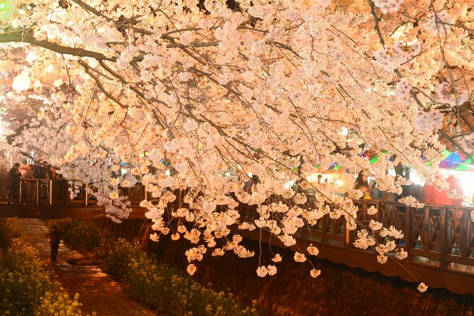 Jinhae Cherry Blossom Festival Tour - Booking Information