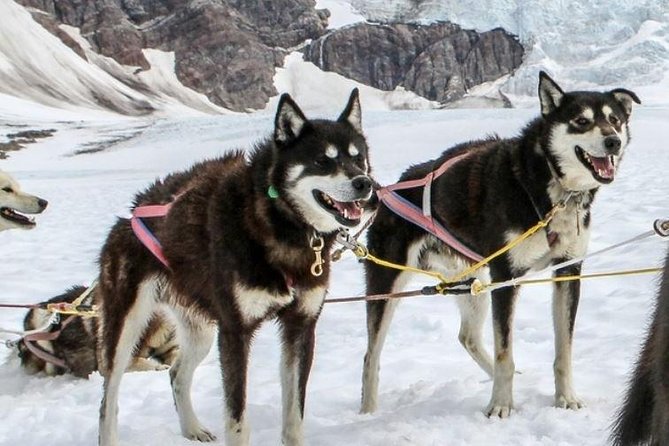 Juneau Shore Excursions: Juneau Helicopter Tour & Dogsledding Experience - Price and Duration