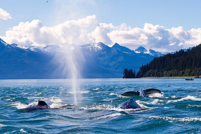 Juneau Whale Watching Adventure - Naturalist Guide Commentary