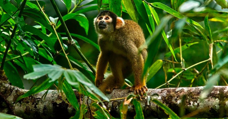 Jungle Tambopata 2D Monkey Island Search for Alligators - Day 1 Itinerary