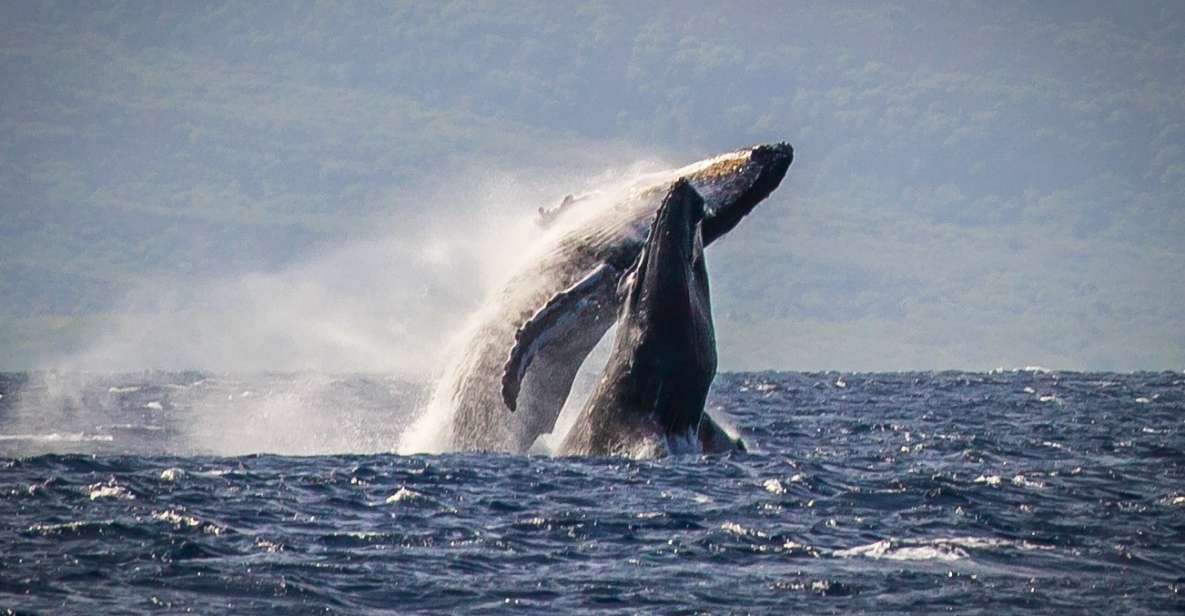 Kaanapali: Whale Watching Cruise With Open Bar - Experience Highlights