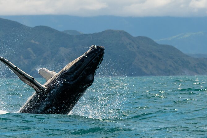 Kaikoura Day Tour With Kayak Experience From Christchurch - Itinerary Overview