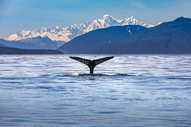 Kaikoura Day Tour With Whale Watching From Christchurch - Return Details