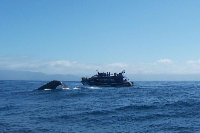 Kaikoura Day Trip - Whales Encounter - Timing Information