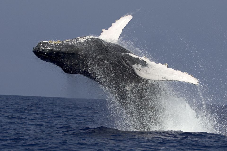 Kailua Kona: Humpback Whale Watching Adventure Cruise - Experience Highlights