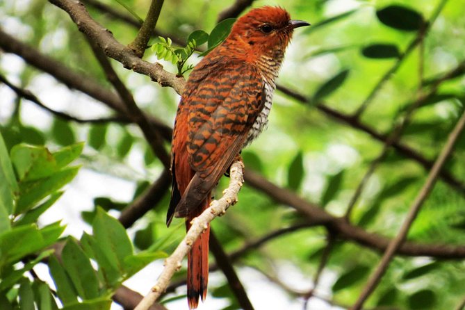 Kalametiya Sanctuary Birdwatching Boat Ride - Logistics