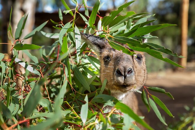 Kangaroo Experience at Healesville Sanctuary - Excl. Entry - Booking Confirmation Details