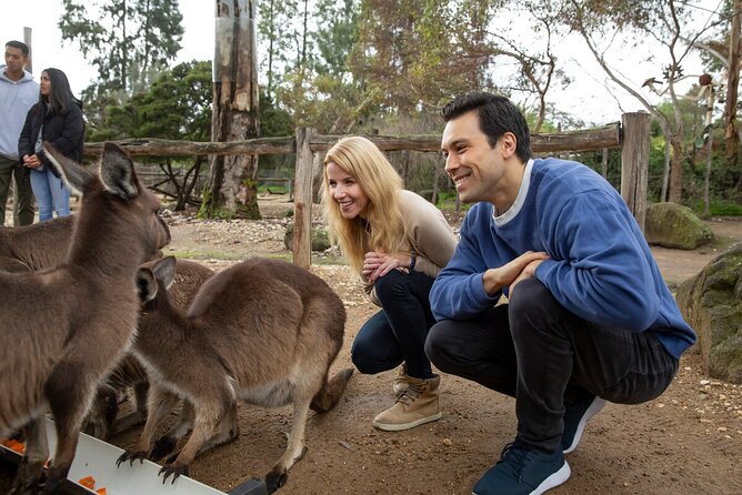 Kangaroo Experience at Melbourne Zoo - Excl. Entry - Inclusions and Accessibility