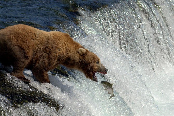 Katmai Brooks Falls Bear Experience - Additional Information