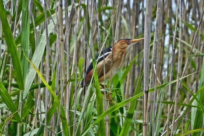 Kayak Swamp Tour With Transportation From New Orleans - Common questions