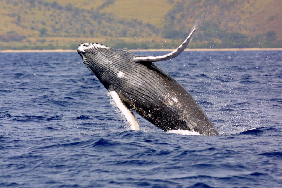 Kayaking and Snorkeling at Turtle Reef - Tour Guide Information