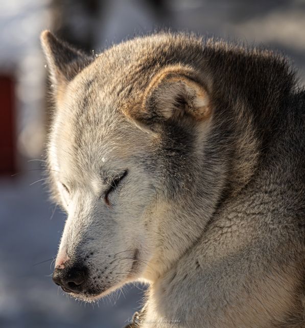 Kemi: Sleddog Husky Safari Incl. Hot Drink - Customer Reviews