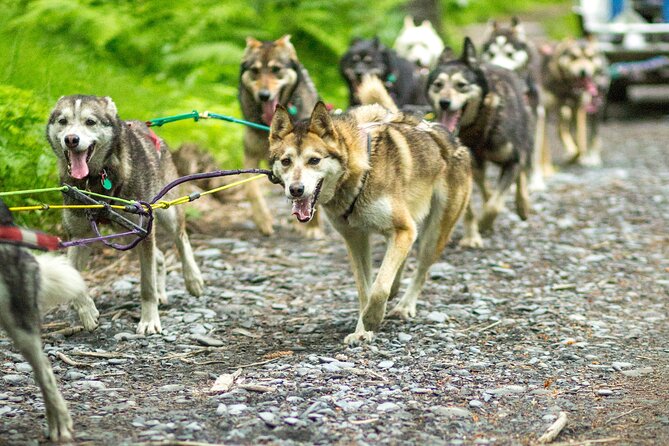 Kennel Tour and Dog Sled Ride - Logistics and Pickup Details