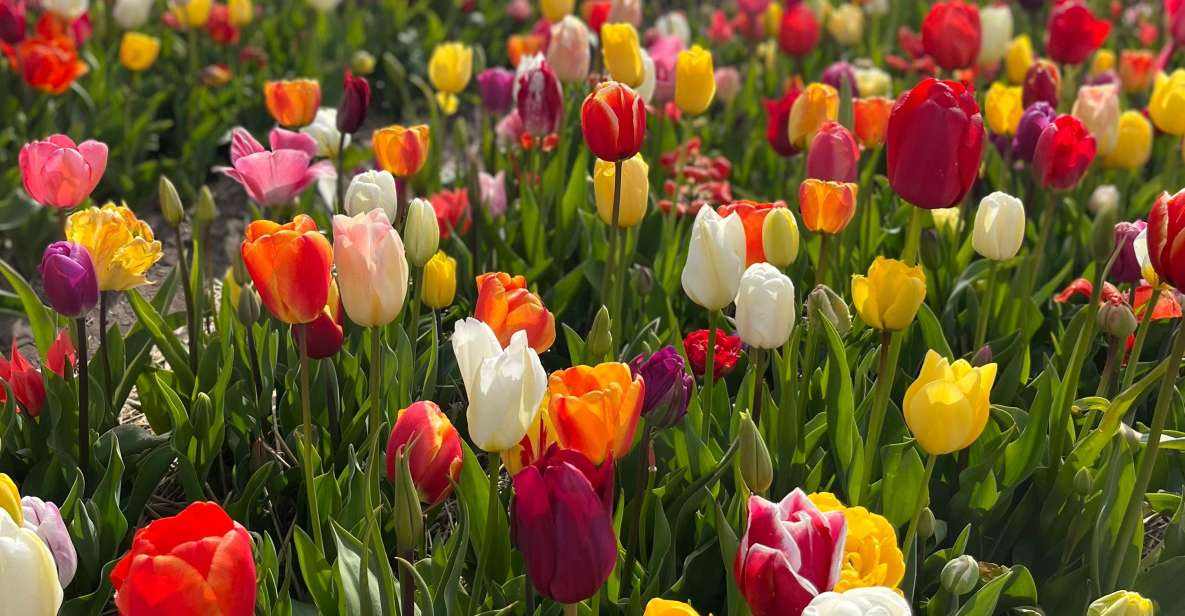 Keukenhof: Private Keukenhof Tour & Free Tulip Tour - Inclusions