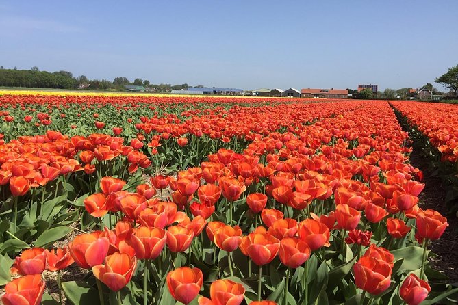 Keukenhof, Windmills, Countryside Private Tour From Amsterdam - Booking Information