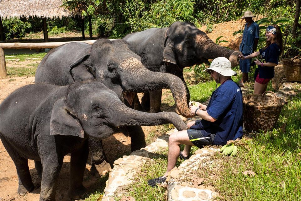 Khao Lak: Elephant Care Experience - Experience Highlights