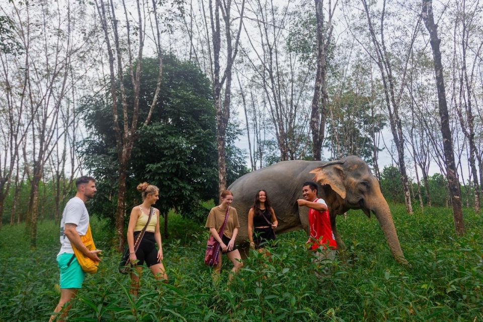 Khao Lak: Guided Walk & Feed Elephant Experience With Pickup - Experience Highlights