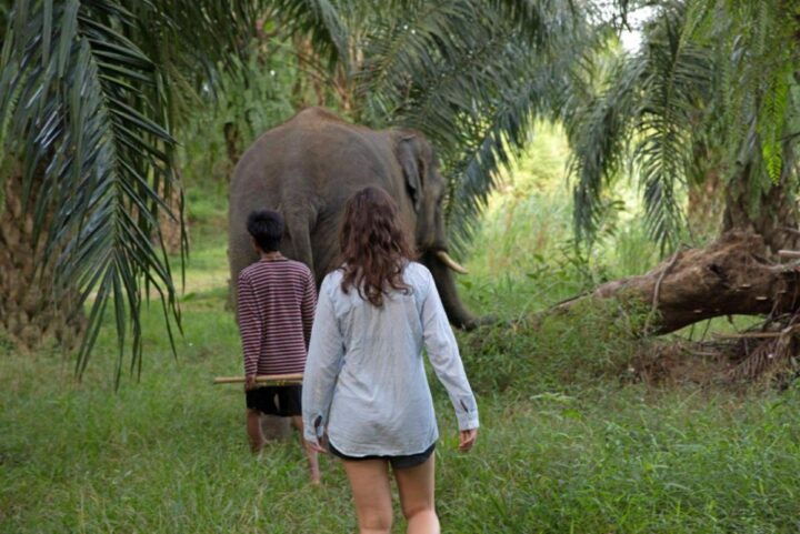 Khao Lak: Unique Dusk Ethical Elephant Sanctuary Experience - Engaging Elephant Activities Offered