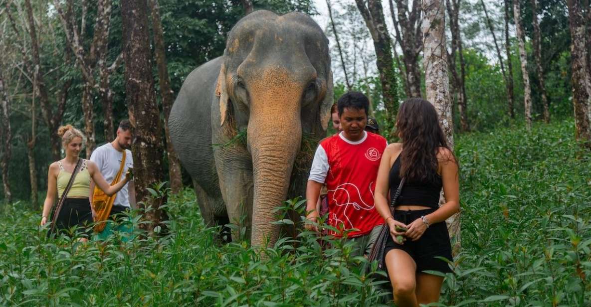 Khaolak: Sunset Elephant Walk With Complimentary Cocktail - Duration and Availability