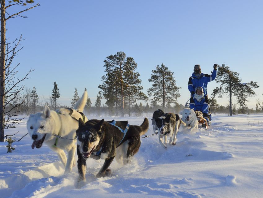 Kiruna: Self-drive Husky Morning Tour - Experience Highlights