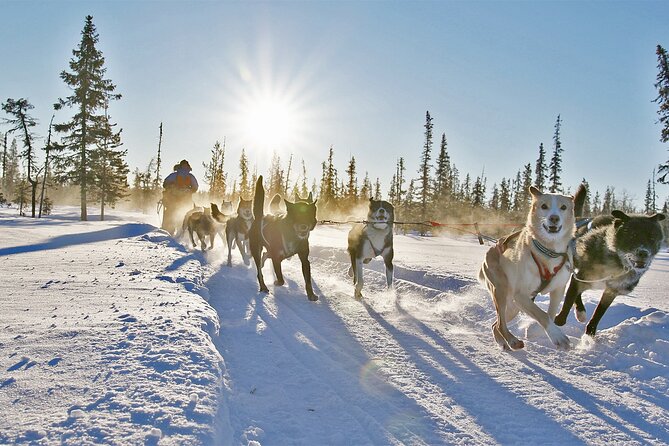 Kiruna, Swedish Lapland: Private Dog Sledding With Lunch (Apr ) - Cancellation Policy Information