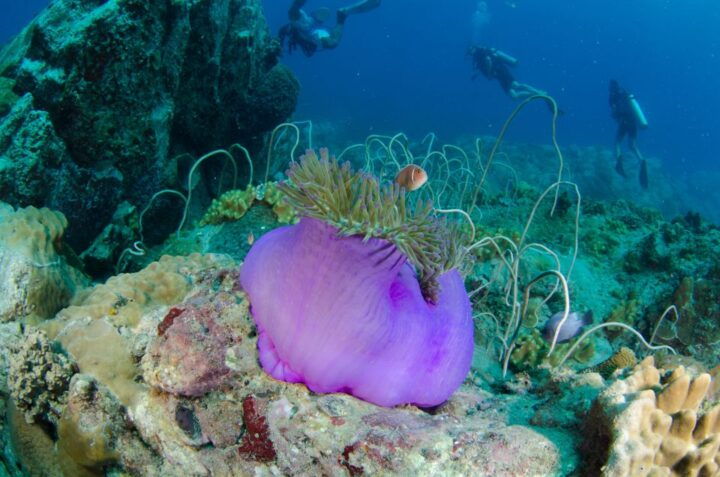 Koh Chang: Private Bubblemaker Diving for 8 and 9 Year Olds - Experience Highlights