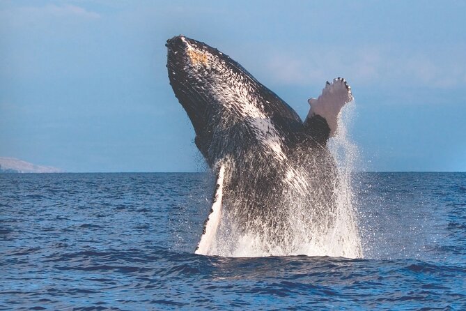 Kona, Hawaii: Whale-Watching Tour on a Catamaran  - Big Island of Hawaii - Pricing and Duration