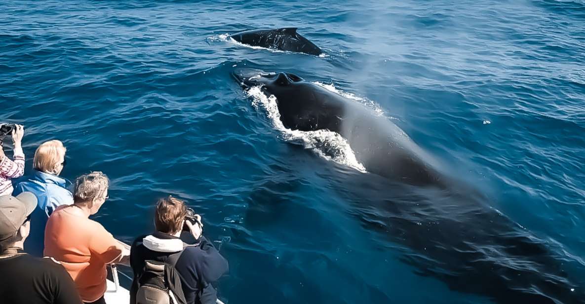 Kona: Kalaoa Midday Whale Watching Tour - Customer Experience