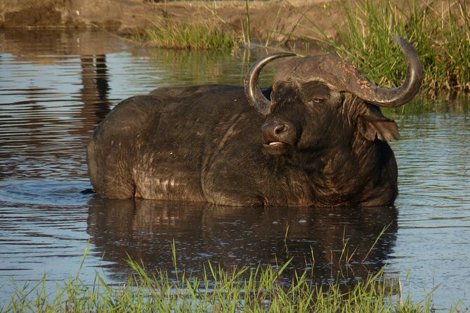 Kruger National Park Full-Day Safari From Hazyview - Customer Reviews