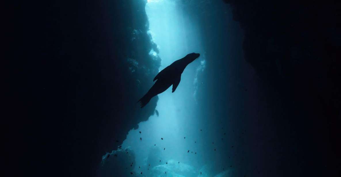 La Paz: Dive With Sea Lions - UNESCO Biosphere Reserve Experience